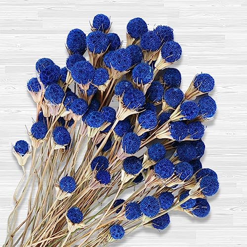 Natural Blue Dried Thistle Flowers Bouquet (40 Pcs)