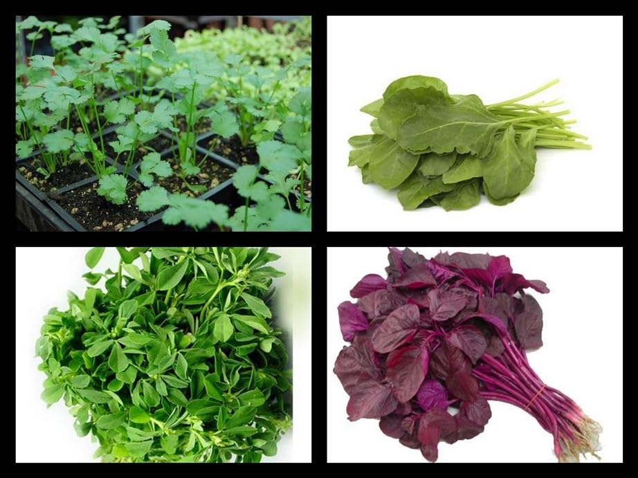SimXotic Super Saver Combo of 4 Hybrid Vegetables Seeds (Green Spinach-Palak, Coriander-Dhaniya, Fenugreek-Methi & Red Spinach) (B09S7FTWBH) Amazon Price History, Amazon Price Tracker