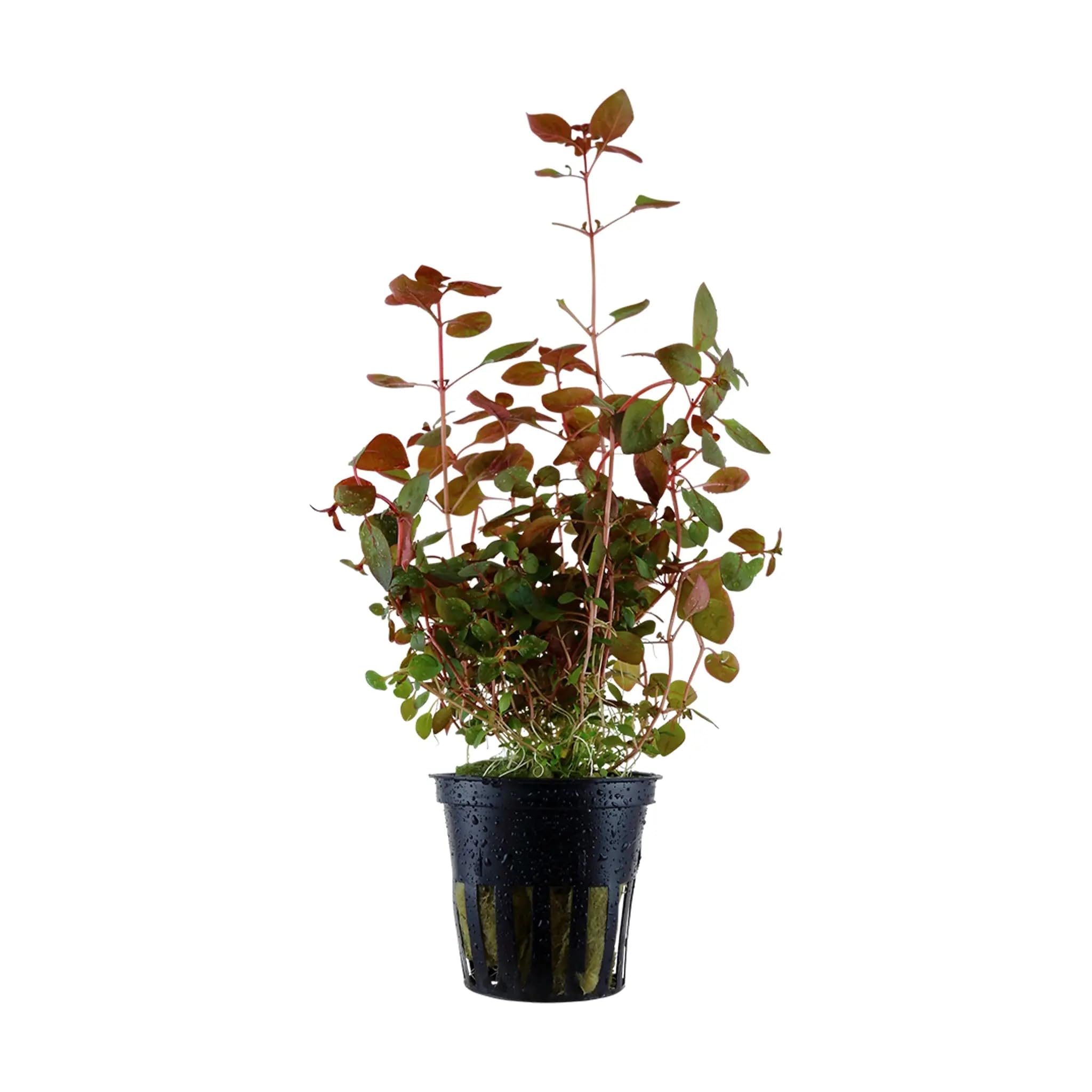 Aqua Essentials Ludwigia palustris