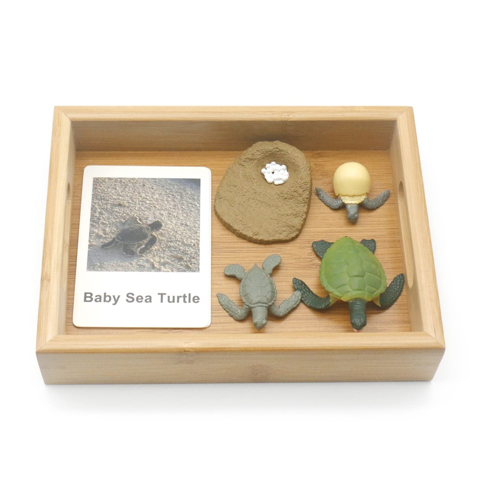 Buy Life Cycle Of Frogs And Ants Montessori 3 Part Animals Flashcards