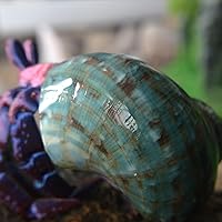 Vista 7 de 2 conchas de cangrejo ermitaño, apertura de tamaño M de 1-1.2 pulgadas, caracola de mar natural, conchas turbo para suministros de cangrejo ermitaño
