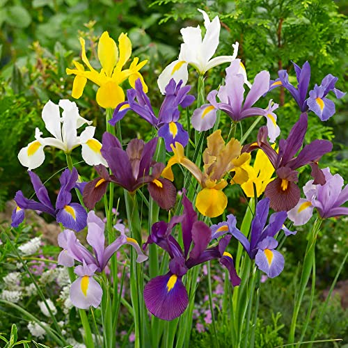 15 x Iris Hollandica Mixed – Lovely Dutch Irises – Big, Beautiful Violet Blooms – Blend of Bold Colours – Perennial – for Your Beautiful Garden