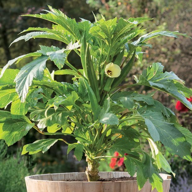 Willvine Clemson Spineless Okra Seeds - Gold Vault Jumbo Bulk Seed-DXL-8Y-image-6