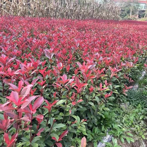 800 piezas photinia red robin liguster plantas setos níspero rojo robin semillas (plantas de seto) semillas de cultivo de árboles para jardín arbustos de hoja perenne resistentes al invierno