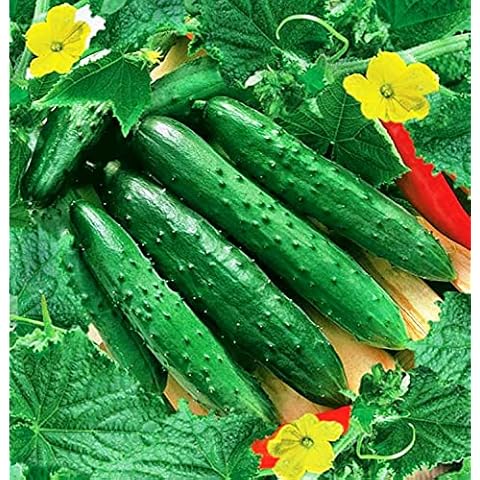 NIKA SEEDS - Vegetable Cucumber April F1 Cover