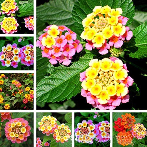 QHYDZ Garden-50/100pcs Raras Semillas Flores de Lantana Camara Bonsai, Perenne Semillas Flores Lantana para Mariposas y Colibríes para Jardín Hogar Patio Balcon