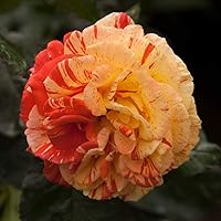 Vista 3 de Heirloom Roses Rose Plant - Oranges 'n' Lemons Colorido Rosal, rosas arbustivas para plantar al aire libre
