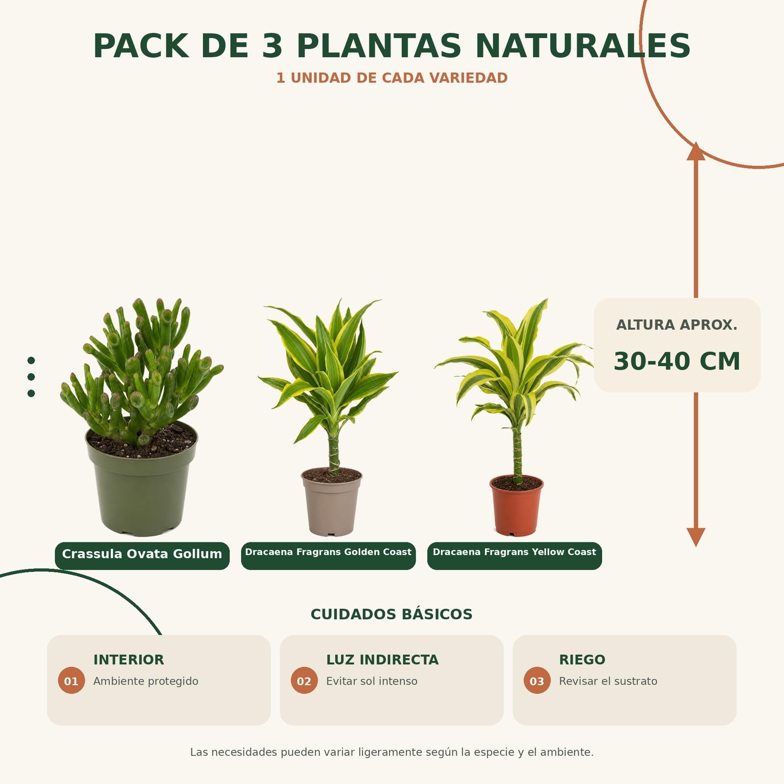 Pack 3 Plantas DECOALIVE: Jade Gollum, Tronco de Brasil y Tronco de Brasil