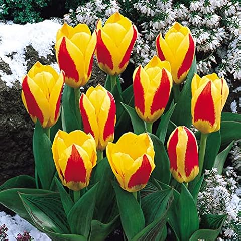 20 x Dwarf Tulips -Tulip Rockery Stresa- Dwarf Rockery Bulbs -Tulip Bulbs for Gardens for Planting - Spring Flowering Bulbs - Ready to Plant Now Cover