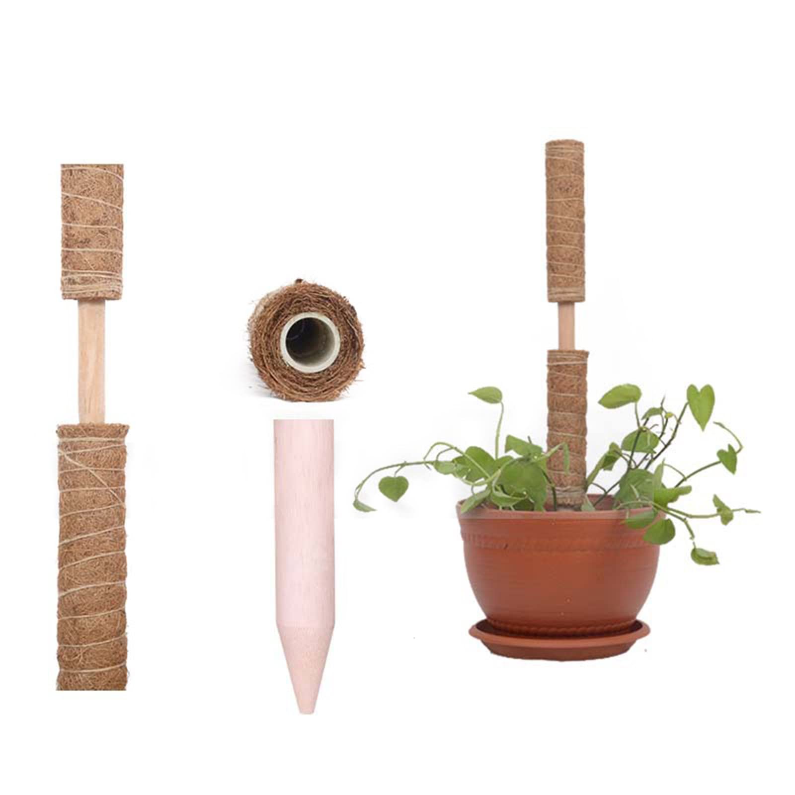 Natrliche Kokosmoos Pflanzenstbe Fr Kletterpflanzen Sttzen Fr  Zimmerpflanzen Fr Monstera Pothos Geldpflanzen Moosstbchen Fr Zimmerpflanzen  Kletter Geldpflanzen : Amazon.de: Garten