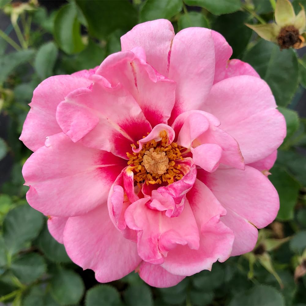 Proven Winners 2 Gal. Ringo Double Pink Rose Shrub