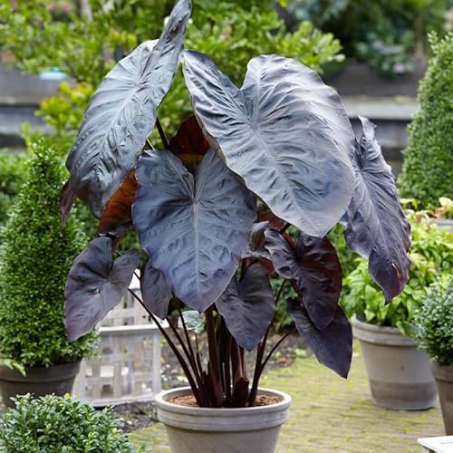 Combo 2 Black Colocasia Live Plants, 5 to 8" in Tall, Elephant Ear Esculenta Taro Alocasia Live Plant for Planting, Live House Plant Colocasia Combo 2 Black Colocasia Live Plants, 5 to 8" in Tall, Elephant Ear Esculenta Taro Alocasia Live Plant for Planting, Live House Plant Colocasia