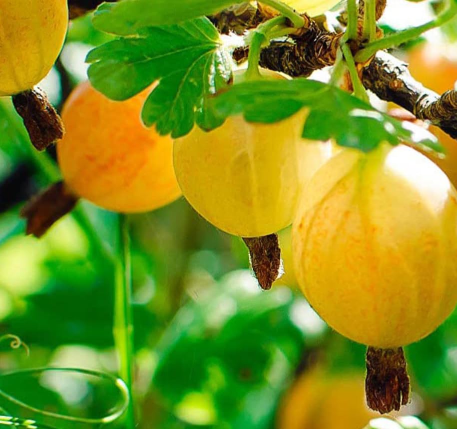 Real Plant Gooseberry - Ribes uva-crispa 'Hinnonmaki Yellow' in 9 cm Pot - 30 cm Height - Tasty Berries - 100% organically Grown Fruit