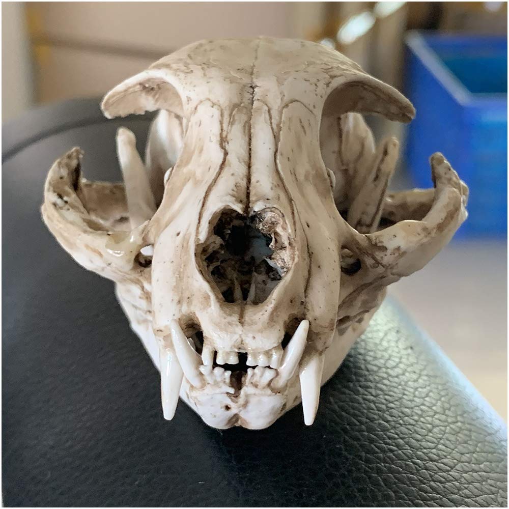 高品質！ネコの頭骨　３点セット　SKULLS UNLIMITED社 Amazon.co.jp: 学習小道具猫の頭蓋骨モデル-リアルな猫の頭蓋骨の頭の