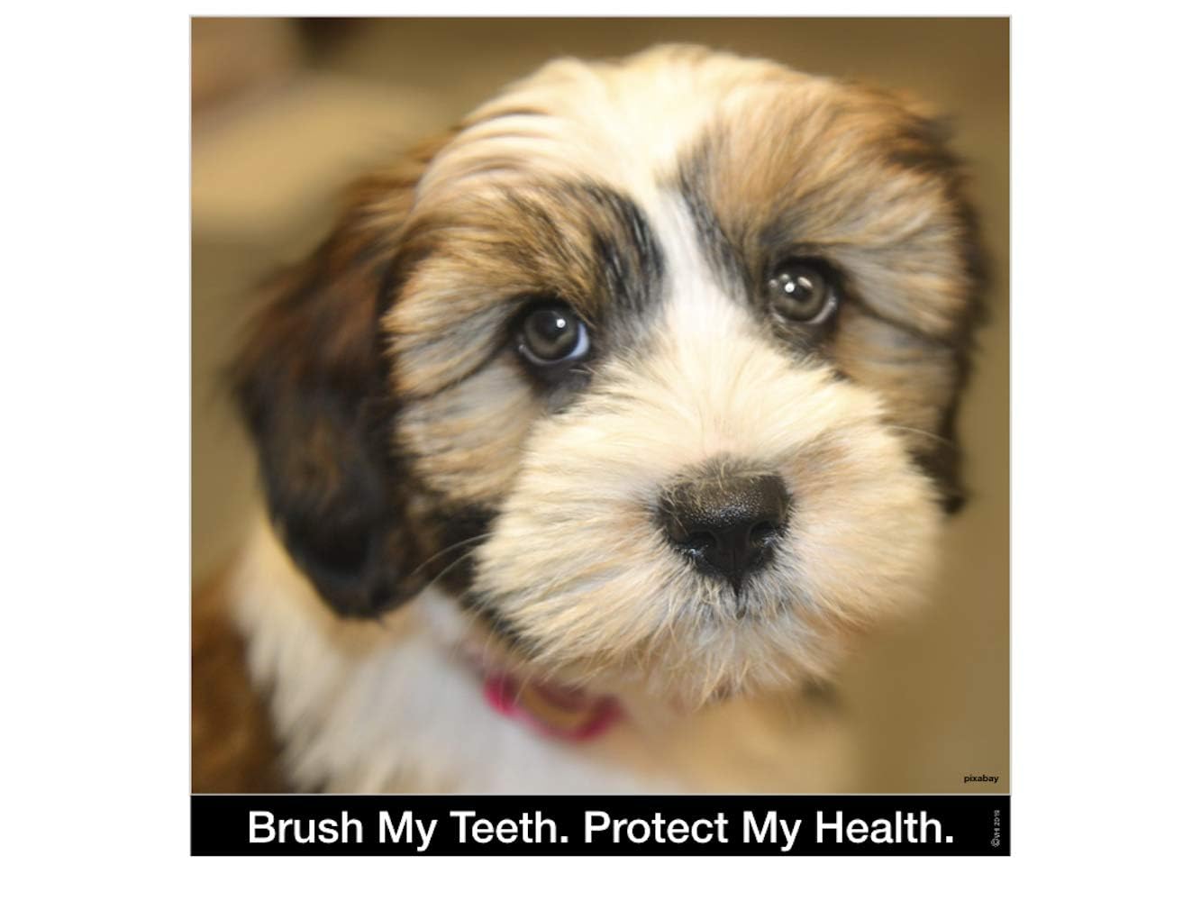 Brush My Dientes Cepillo de Dientes Redondo para Perros