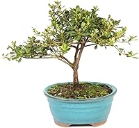 Vista 1 de Brussel's Bonsai Live Satsuki Azalea - Árbol bonsái con flores – Pequeño, 5 años, 5 a 8 pulgadas – Bonsai al aire libre en maceta de cerámica