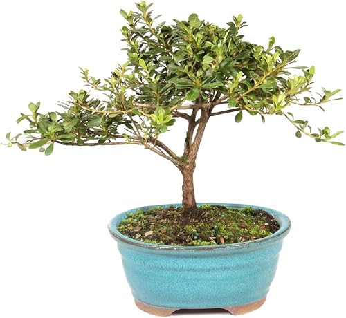 Brussel's Bonsai Live Satsuki Azalea - Árbol bonsái con flores – Pequeño, 5 años, 5 a 8 pulgadas – Bonsai al aire libre en maceta de cerámica