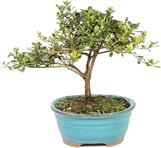 Brussel's Bonsai Live Satsuki Azalea Flowering Bonsai Tree - Small, 5 Years, 5 to 8 in - Outdoor Bonsai in Ceramic Bonsai Pot