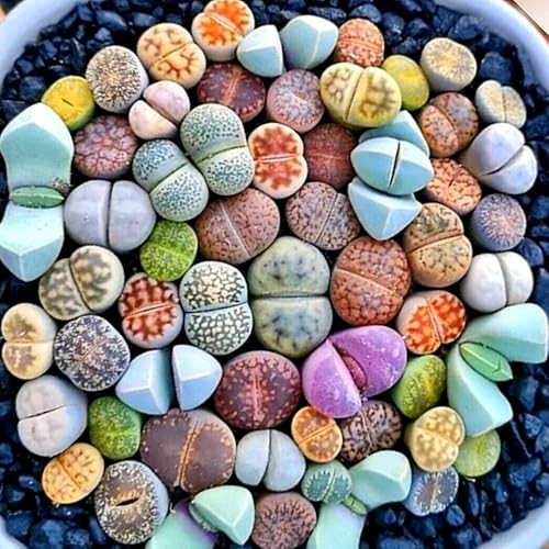 Miniatura 2 de 10 Lithops - Plantas vivas de 04 pulgadas piedras vivas mixtas para suculentas adornos de plantación jardín perenne macetas fáciles de cultivar
