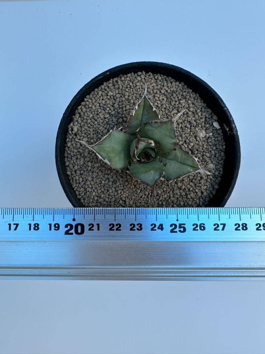 Amazon.co.jp: 特選 アガベチタノタ 姫厳龍 agave titanota 輸入