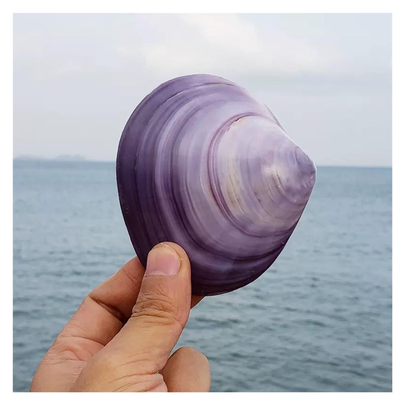 Grandi Conchiglie Marine, Conchiglia Naturale, 7-9 cm for Decorazioni for Matrimoni, Feste a Tema Spiaggia, Decorazioni for la casa, Artigianato Fai da Te, acquari e Collezionisti di Conchiglie