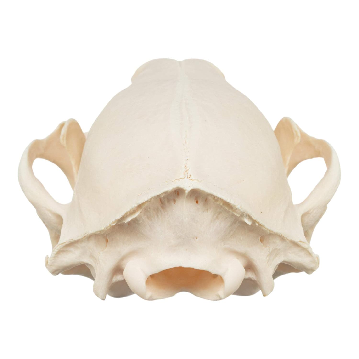 Real Raccoon Skull A Quality