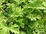 Citronella (mosquito plant) Scented Geranium Live Plant