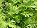 Citronella (mosquito plant) Scented Geranium Live Plant