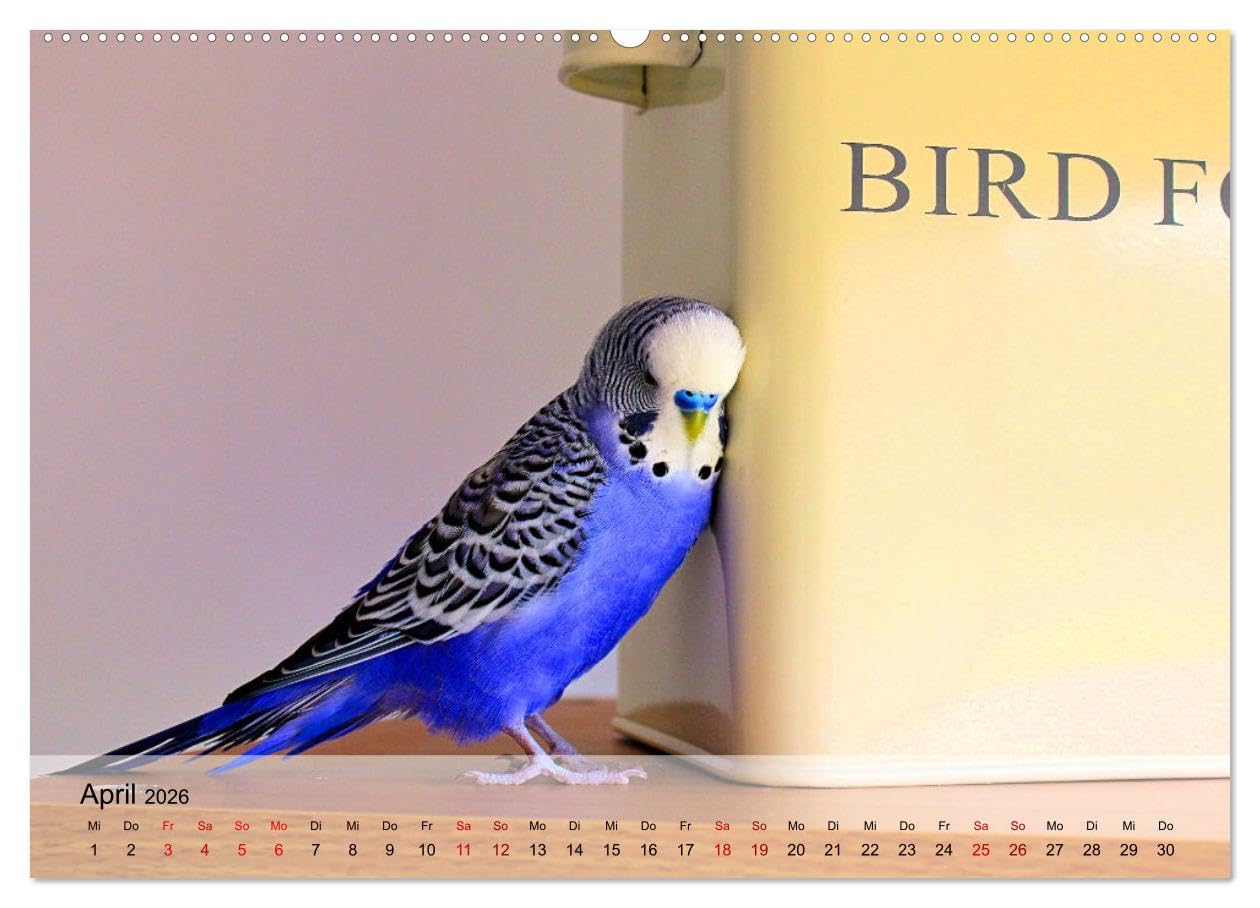 Wellensittiche - gesellige Freunde (hochwertiger Premium Wandkalender 2026 DIN A2 quer), Kunstdruck in Hochglanz: Bezaubernde Bilder niedlicher Wellis unterschiedlicher Farbgebung (CALVENDO Tiere)