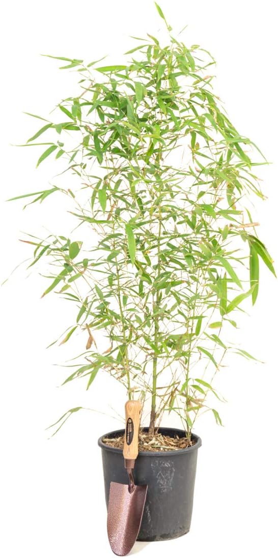 The Best Plants For Screening in the UK Expert Fupping