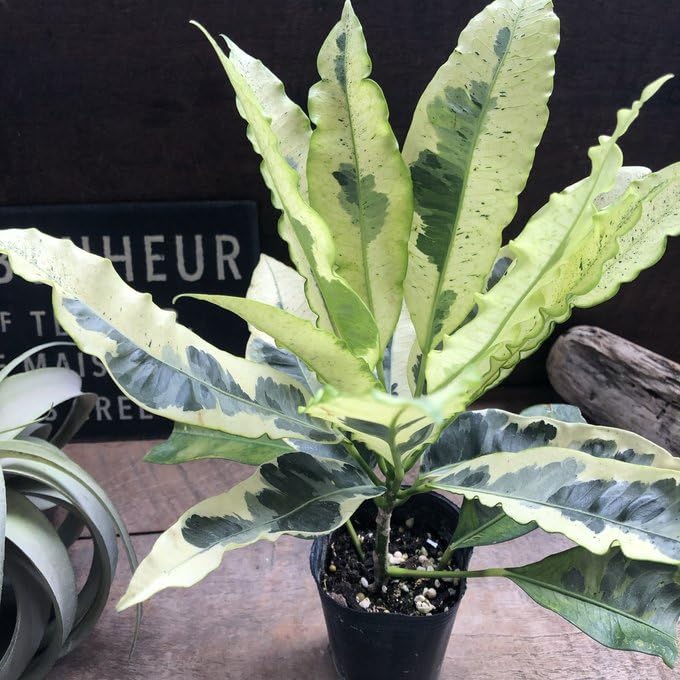 Amazon｜クロトン タマラ 観葉植物 幸せの木 インテリア｜観葉植物