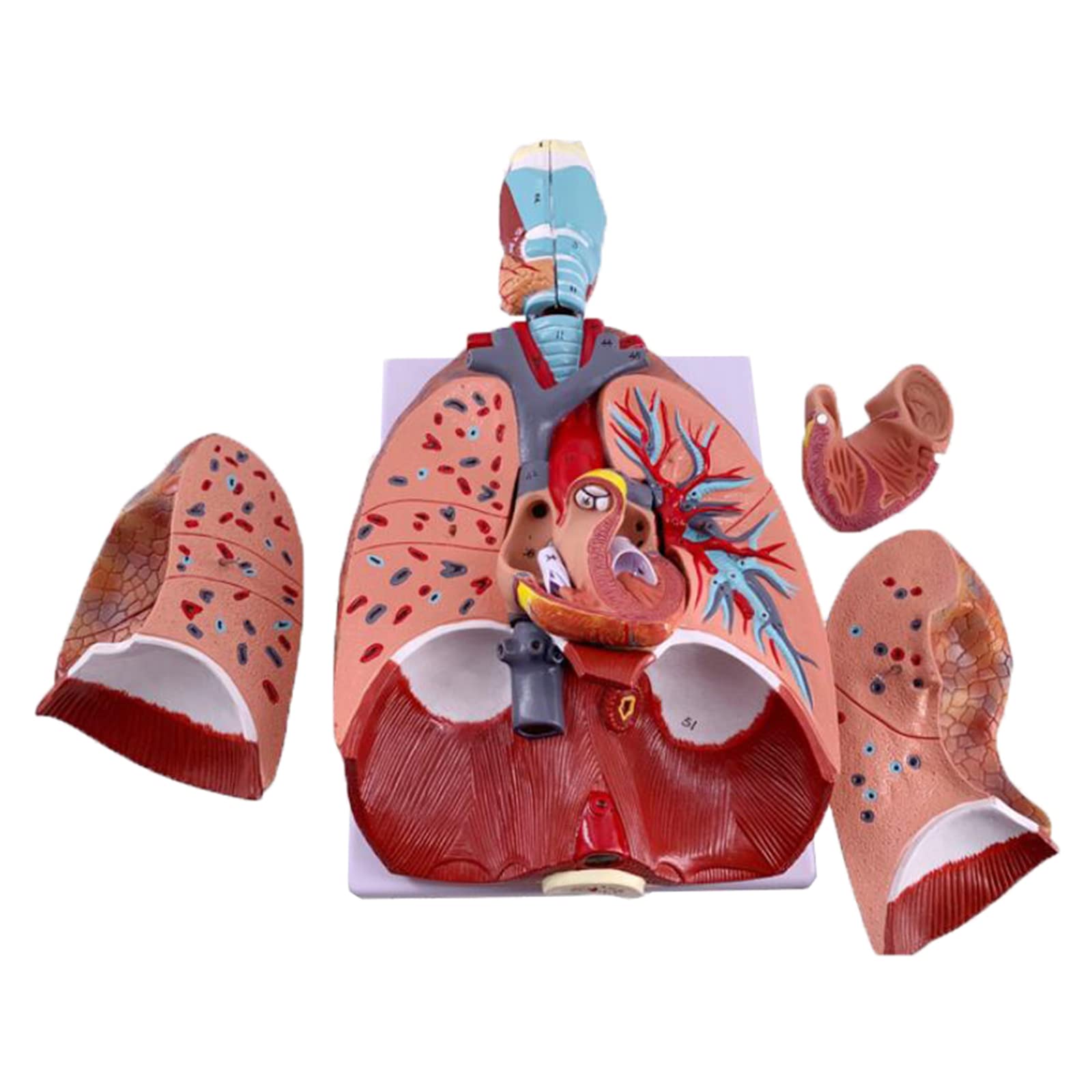 sjdoPulse Larynx Heart Lung Anatomy Model - Anatomy Model Respiratory System Structure Model - Removable Internal Organs Structure Anatomical Model - for School Teaching Display