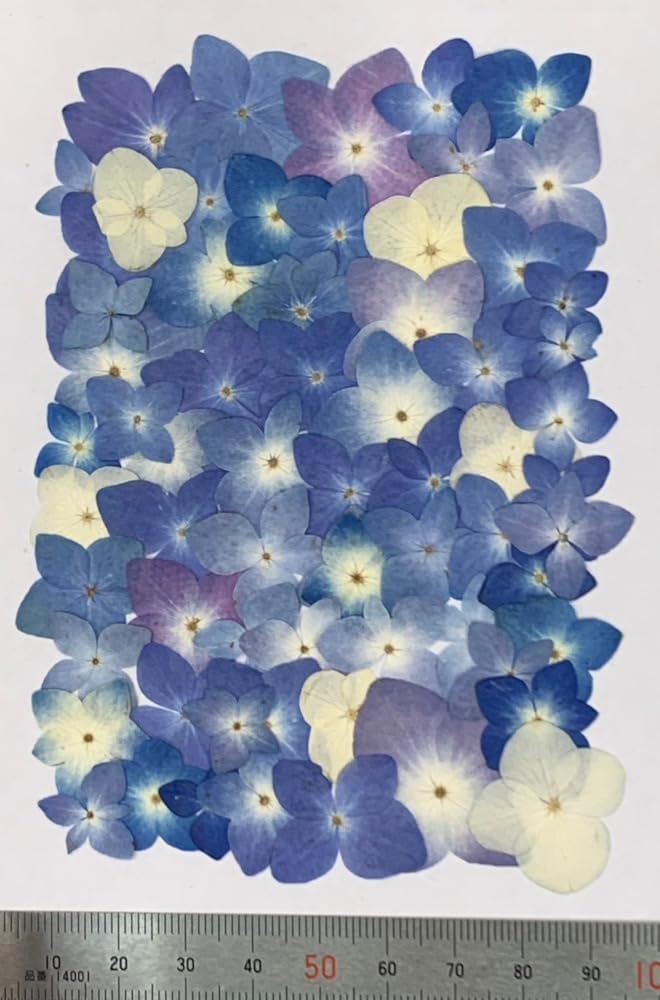 Amazon | (増量フェア) 押し花セット あじさい（自然色) 押し花