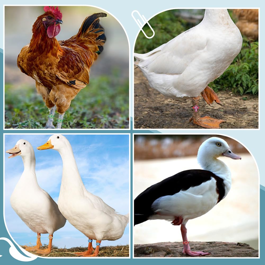 WADORN 60 paire Bandes pour Cuisses de Poulet, 6 style Breloques Colorées Poulet Volaille Bracelets D'Identification Réglables Étiquettes Pattes de Canard pour Canards Perroquets Oies Dindes Pigeons