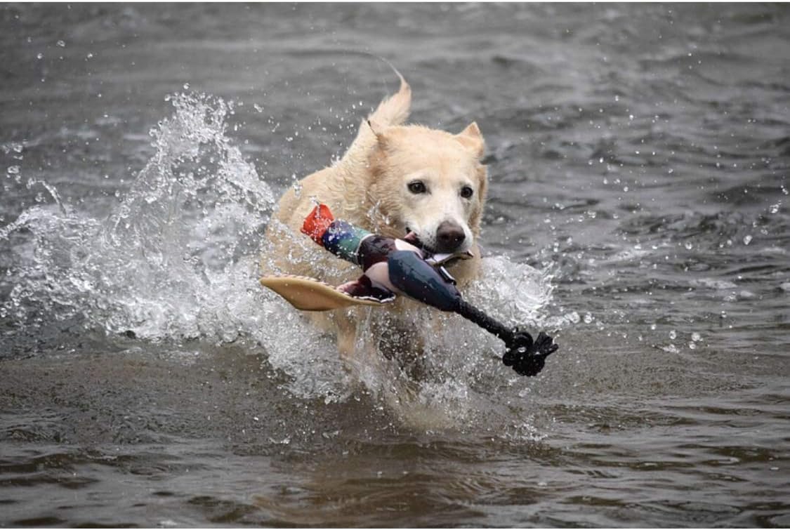 Spunky Pup Fly & Fetch Duck