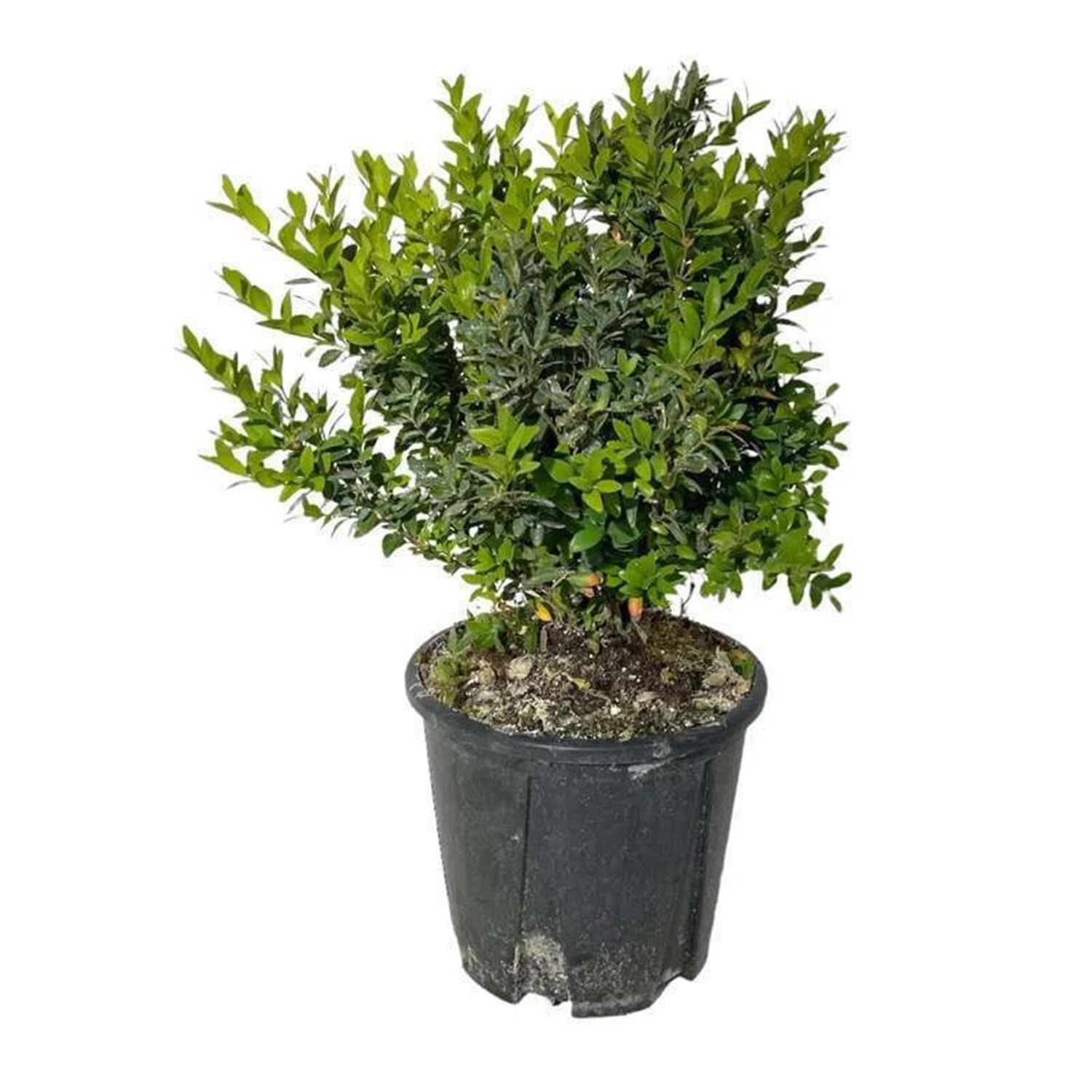 Bosso (Buxus sempervirens) – 3 sadzonki w doniczce | zimozielona, idealna do żywopłoty, Topiaria, Prati, tarasy i obwódki | łatwa Modellare, odporna, doskonała do ogród i gleba Mediteraneo