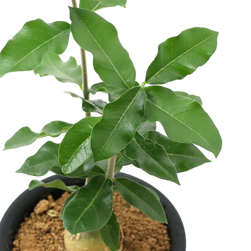 Amazon.co.jp: （観葉植物）フォッケア エデュリス（火星人） M