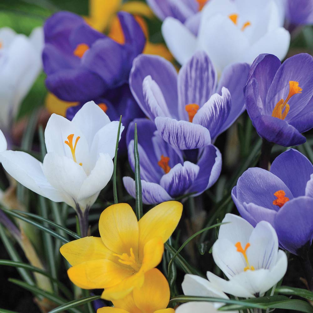 Mixed Crocus Bulbs Spring Flowering Collection Hardy Corms with Multiple Coloured Flowers First Year Flower Guarantee 80 x Crocus T&M Mix by Thompson and Morgan
