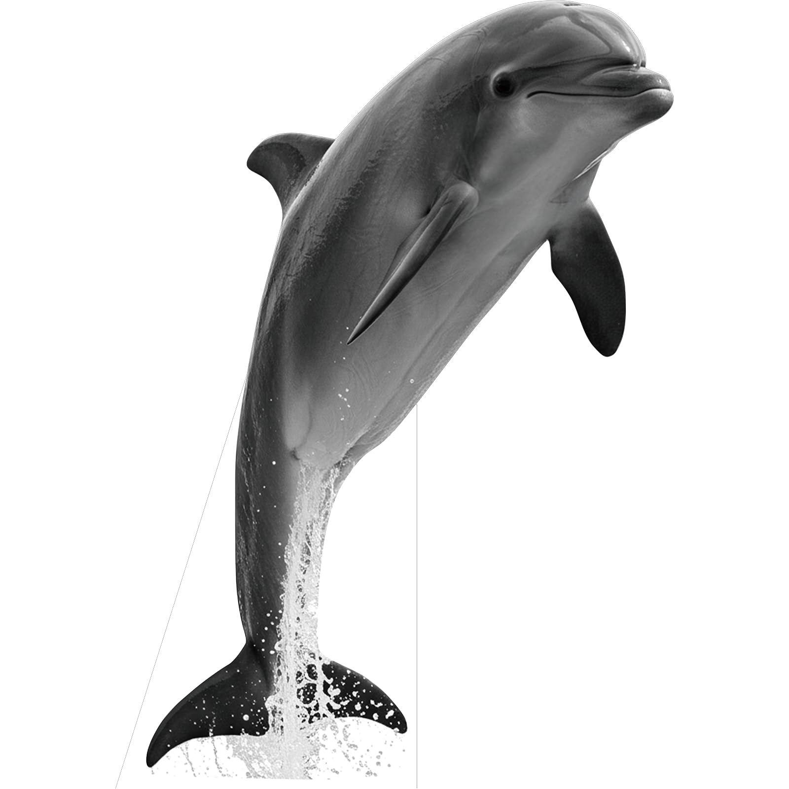Dolphin 2FT Life Size Cardboard Cutout, Fun Animal Standup