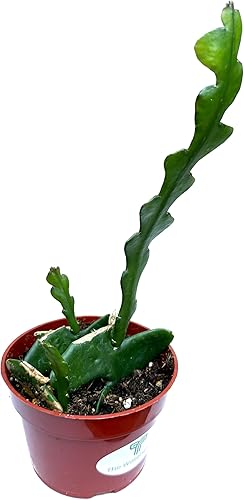 Miniatura 4 de | Colecciones de cactus y suculentas de 4" (Fishbone Zig Zag Cactus 'Epiphyllum anguliger')