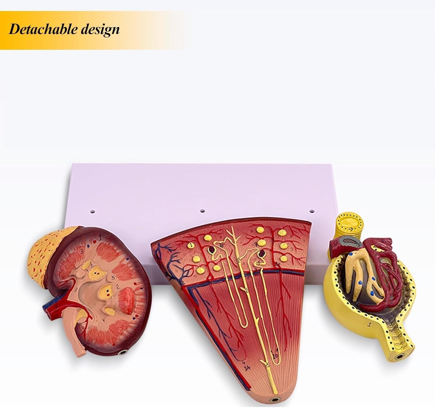 Model anatomiczny ludzkiej nerki, 3-częściowy powiększony model anatomiczny struktury kłębuszków nerkowych, służący do zademonstrowania budowy i funkcji nerek.