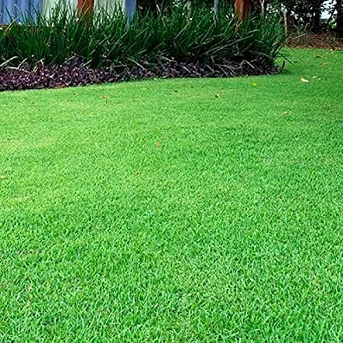 1 KG De sementes De Grama Esmeralda Americana (100% PURAS)