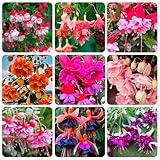 200+Hanging Fuchsia Seeds for Planting Outdoor-Beautiful Lantern Flower Baskets Garden Blooms Attracts Hummingbirds