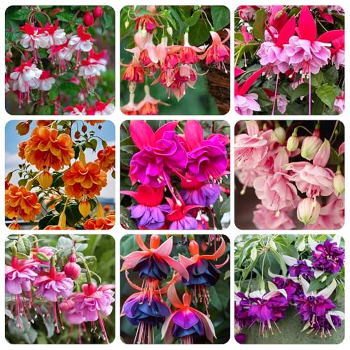 200+Hanging Fuchsia Seeds for Planting Outdoor-Beautiful Lantern Flower Baskets Garden Blooms...