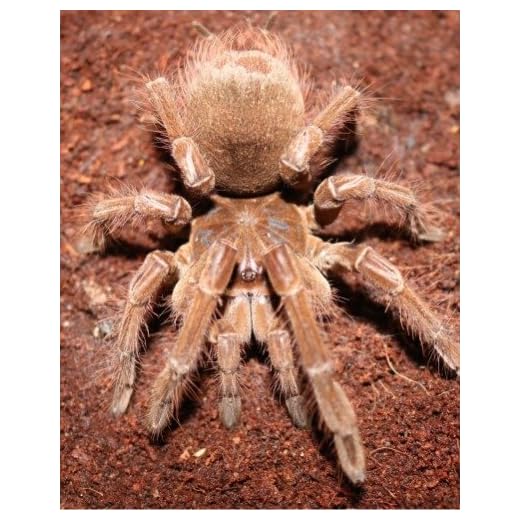 Goliath Birdeater Tarantula Poster