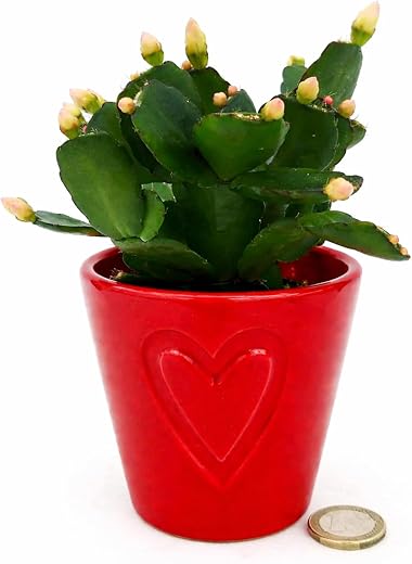 POWERS TO FLOWERS - RHIPSALIS WHITE MICRO CERAMIC HEARTS VASE NATALINA, PASQUALINA, 5.5 CM VAS, Real Plant