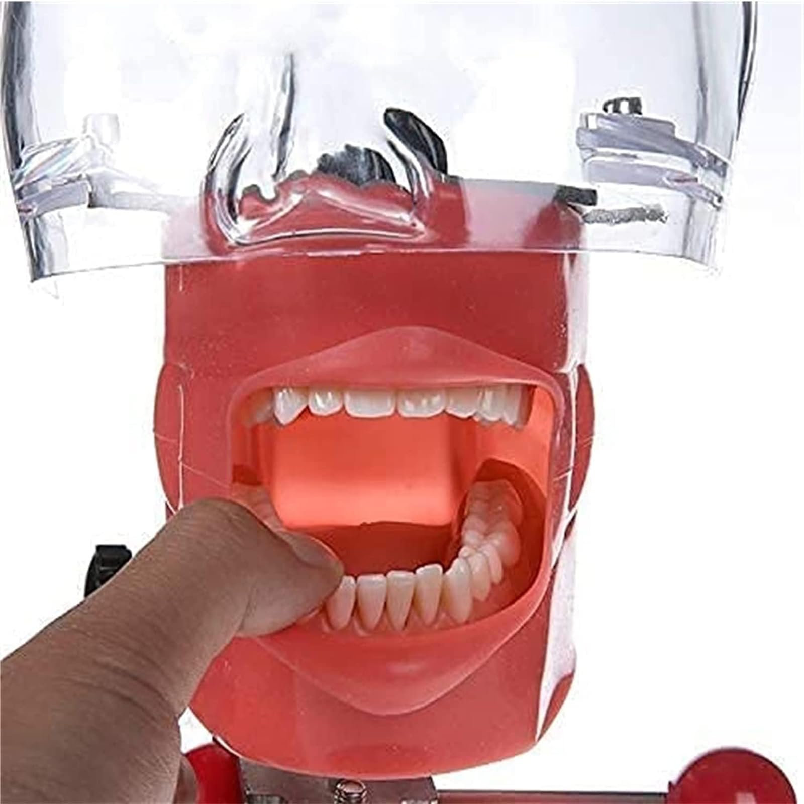 Dental Oral Simulation Practice, Abnehmbare Zähne Dentalmodell Mit Basishalterungsdesign, 360° Verstellbarer Kopfwinkel, Zähne Können Bewegt Und Entleert Werden, 1:1 Hohe Simulation