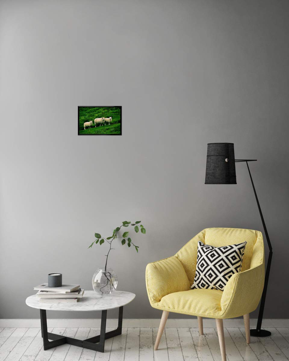 artboxONE Poster mit schwarzem Rahmen 60x40 cm Reise Schafe - Bild Landschaft Island Landscape