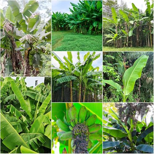 Semillas banano de columnar perennes resistentes columnares de jardín resistentes 300pcs