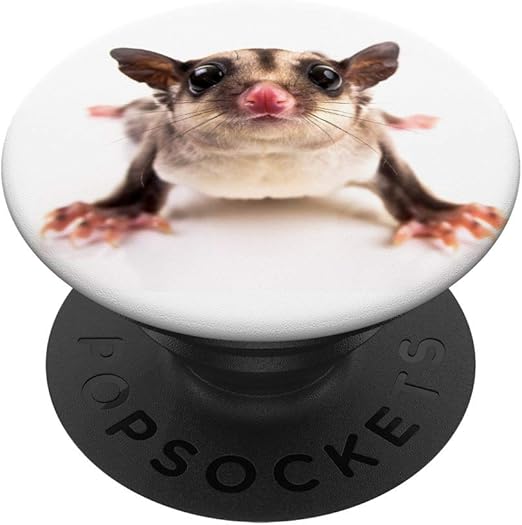 sugar glider accessories amazon